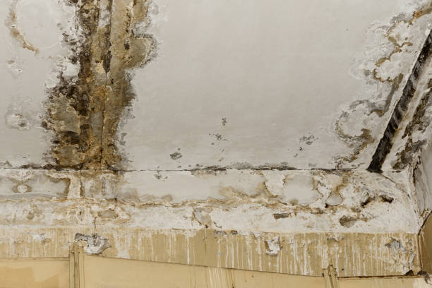 Best Black Mold Removal  in Montgomery, AL